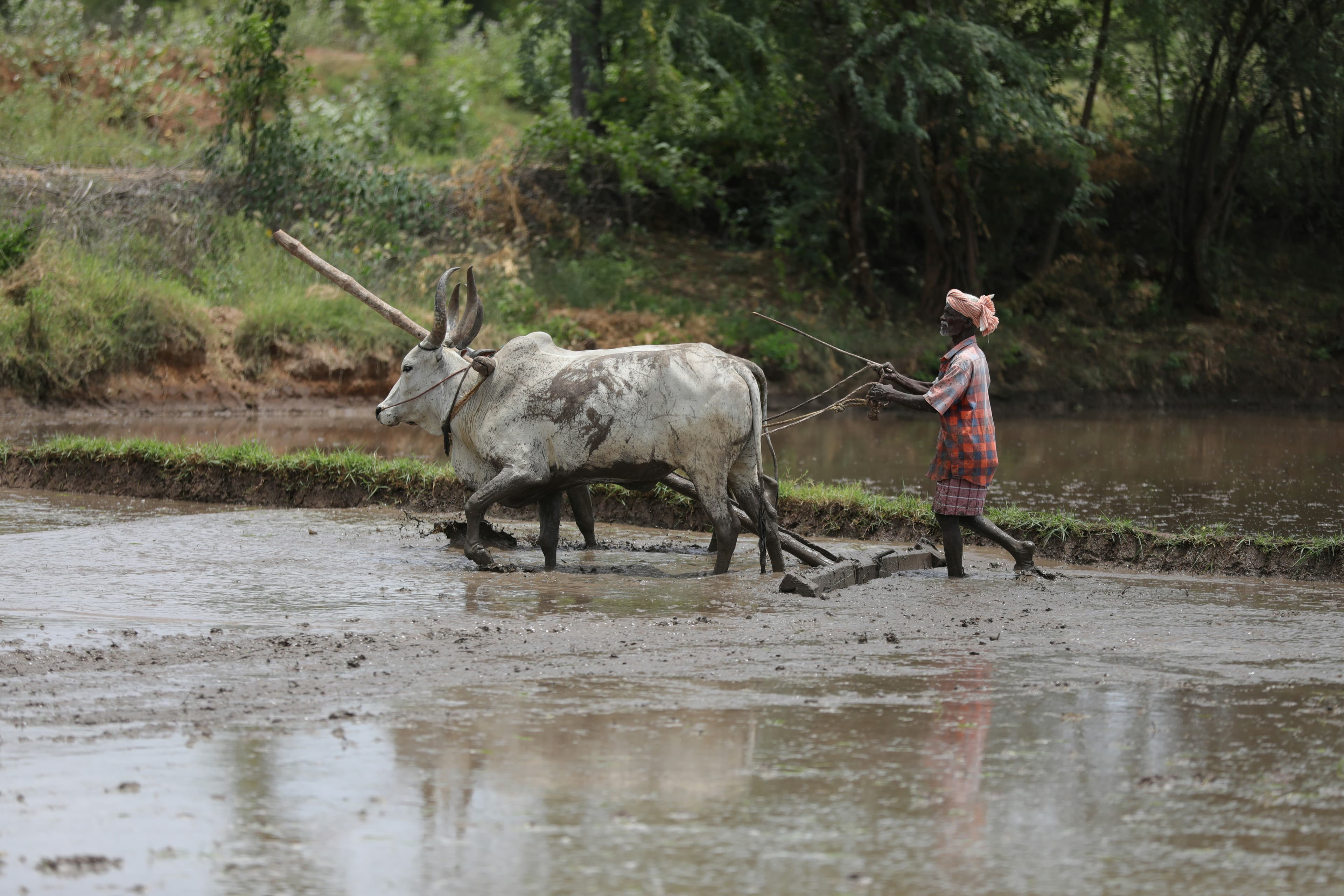 Farmer with oxen in rural India