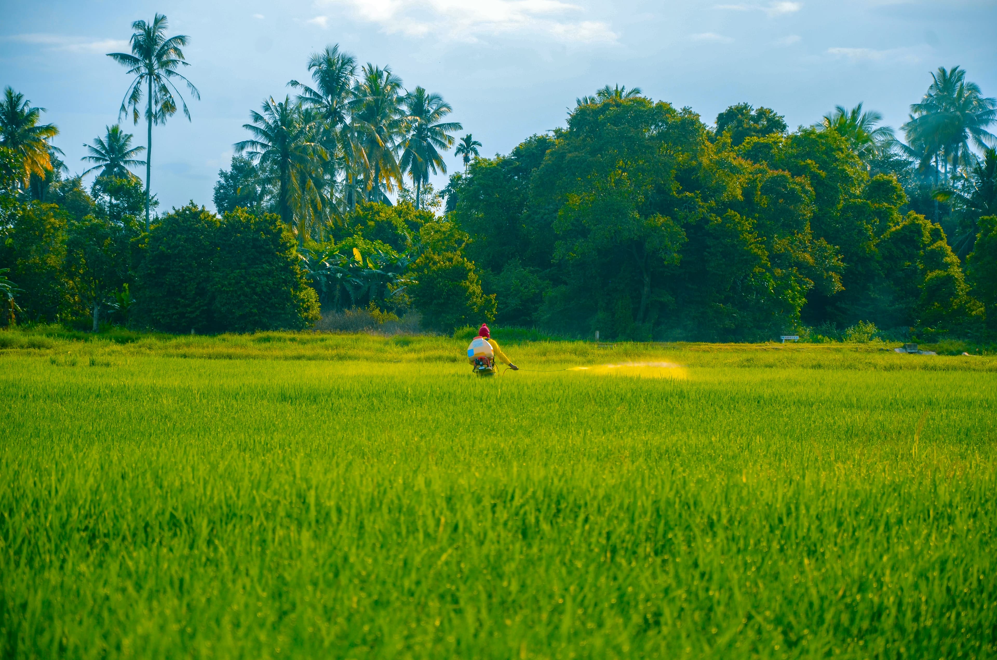 Green agricultural field